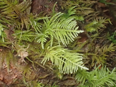 Kindbergia oregana