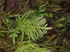 Kindbergia oregana