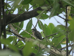 Yungipicus moluccensis