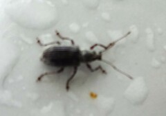 Cyrtepistomus castaneus