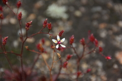 Micranthes ferruginea