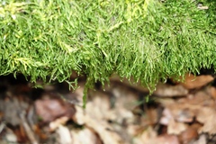 Hypnum cupressiforme