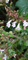 Clinopodium nepeta