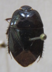 Cydnidae