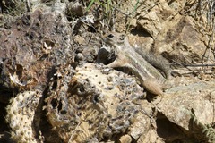 Ammospermophilus harrisii