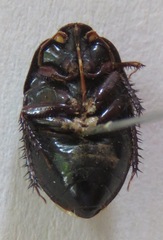 Cydnidae