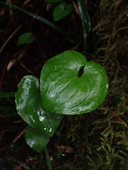 Maianthemum dilatatum
