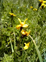 Tagetes zypaquirensis