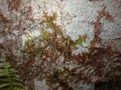 Frullania nisquallensis