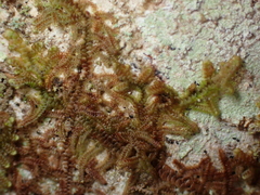 Frullania nisquallensis