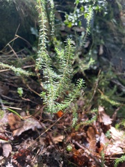 Erica carnea