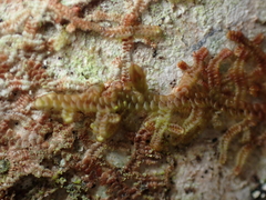 Frullania nisquallensis