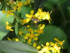 Parancistrocerus perennis