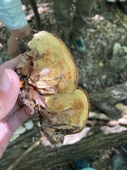 Gloeophyllum odoratum