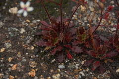 Micranthes ferruginea