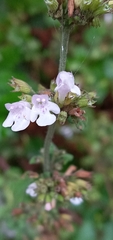 Clinopodium nepeta