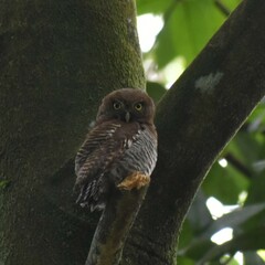 Glaucidium radiatum