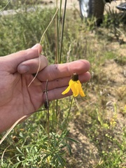 Ratibida columnifera