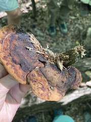 Gloeophyllum odoratum