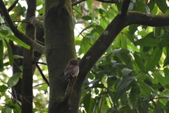 Glaucidium radiatum