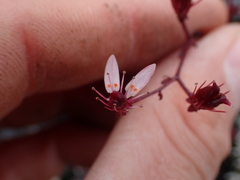 Micranthes ferruginea