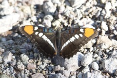 Adelpha eulalia