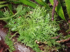 Kindbergia praelonga