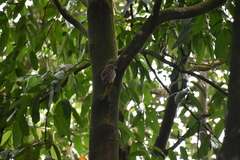 Glaucidium radiatum
