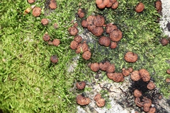 Hypoxylon fragiforme