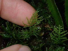 Kindbergia praelonga