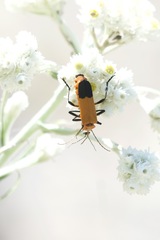 Chauliognathus profundus