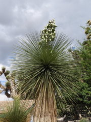 Yucca queretaroensis