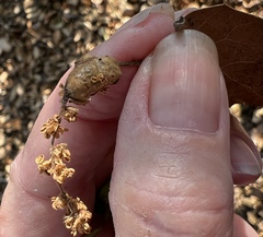 Callirhytis congregata