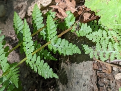 Polypodiopsida