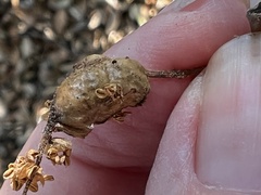 Callirhytis congregata