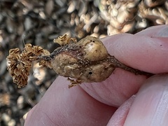 Callirhytis congregata