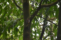 Glaucidium radiatum