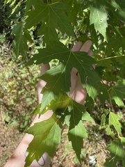 Acer saccharinum