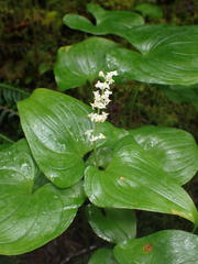 Maianthemum dilatatum