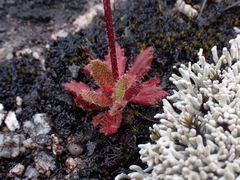 Micranthes ferruginea
