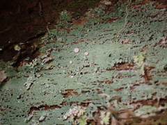 Icmadophila ericetorum