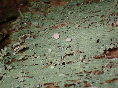 Icmadophila ericetorum