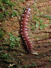 Nearctodesmidae