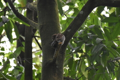 Glaucidium radiatum