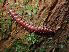 Nearctodesmidae