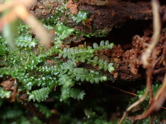Calypogeia
