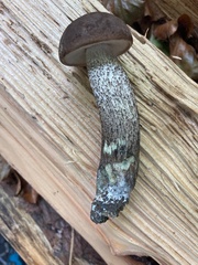 Leccinum duriusculum