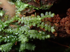 Calypogeia