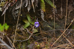 Pinguicula macroceras