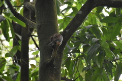 Glaucidium radiatum